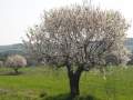 ALMENDROS